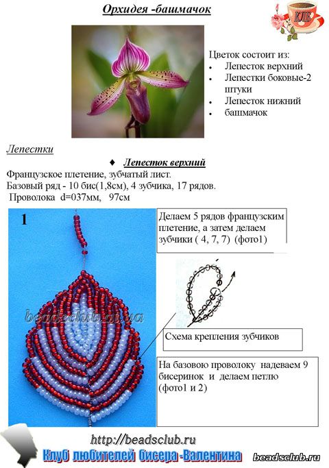 орхидея башмачок