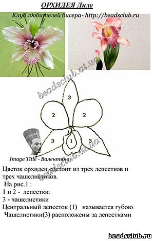 орхидея из бисера схема