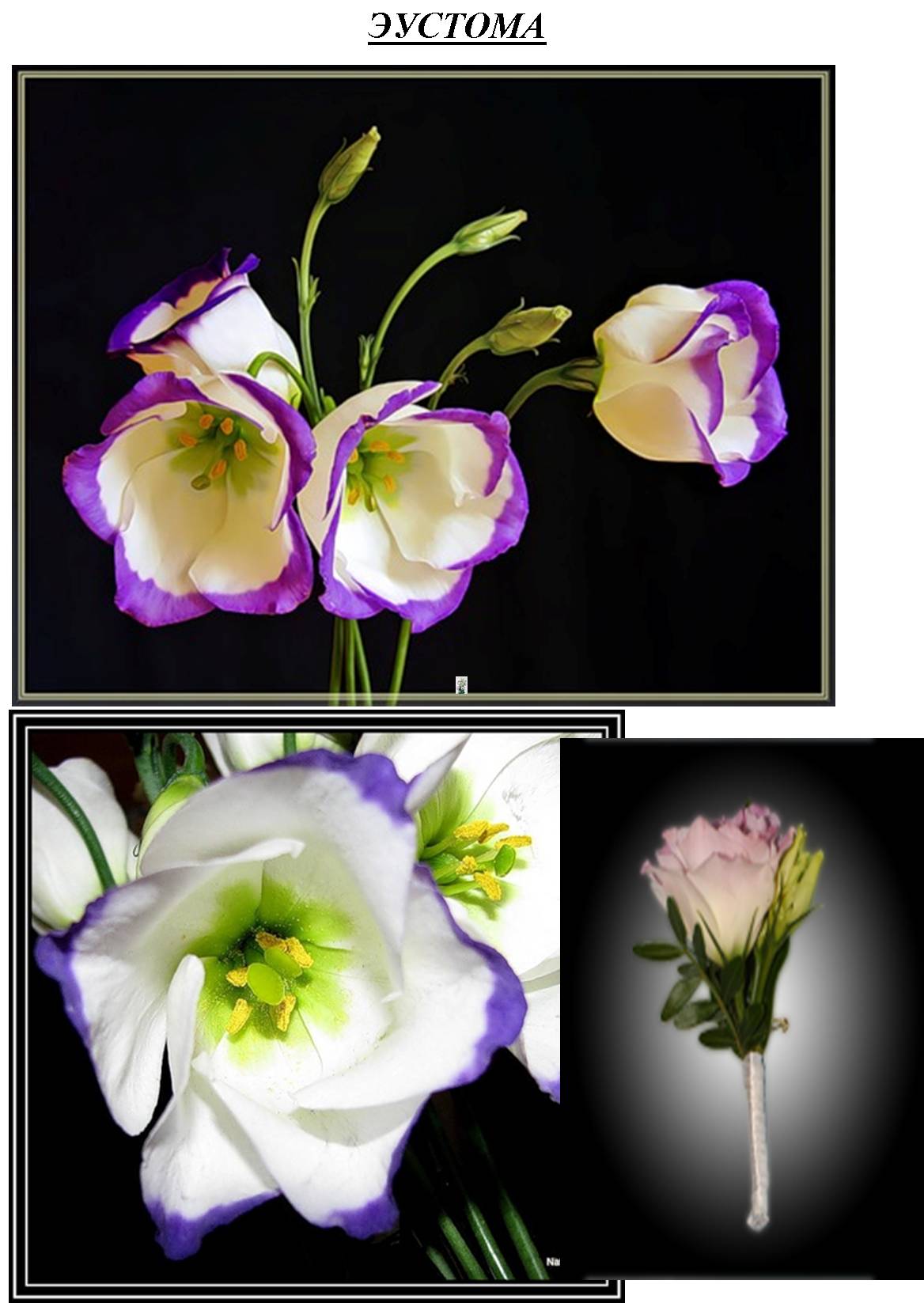 фото