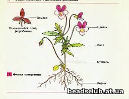 строение цветка