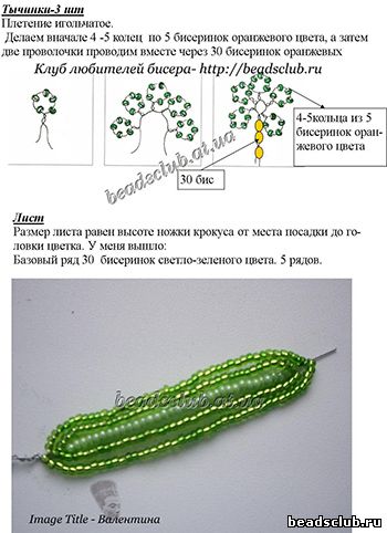 крокус зибера схема.1