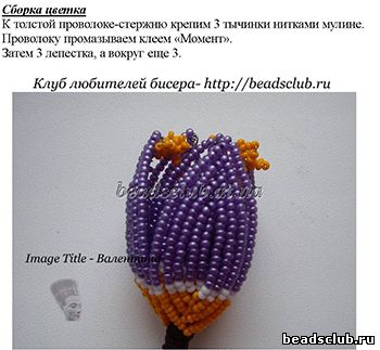 крокус зибера схема.2