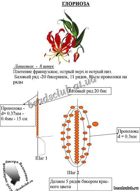 глориоза схема