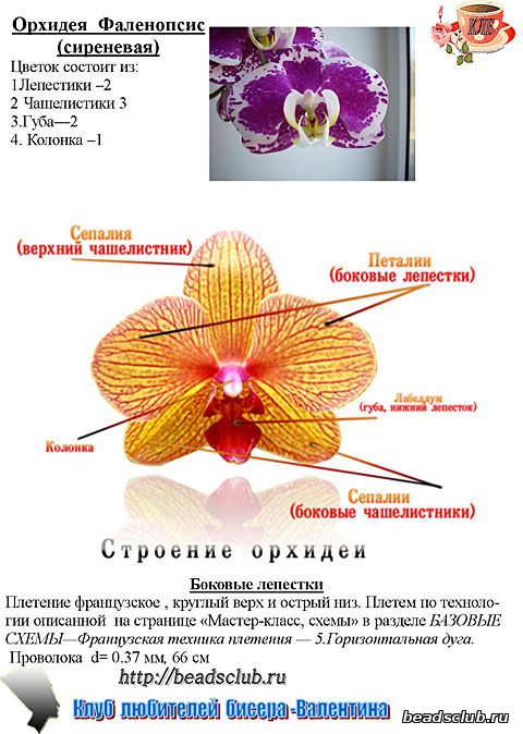 орхидея из бисера схема