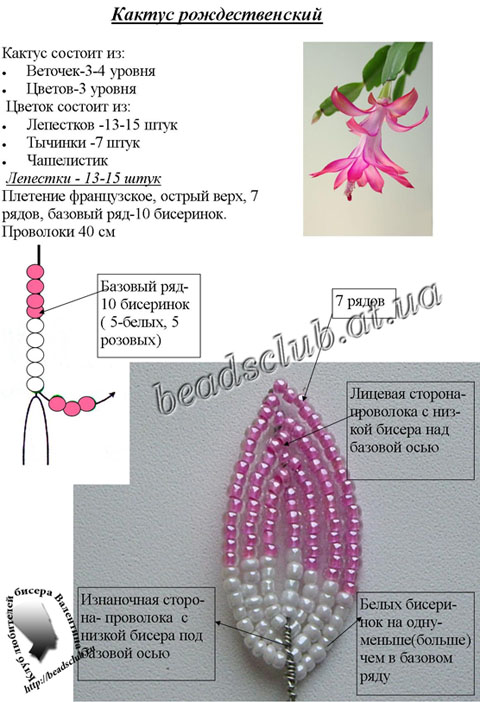 кактус рождественский схема.1