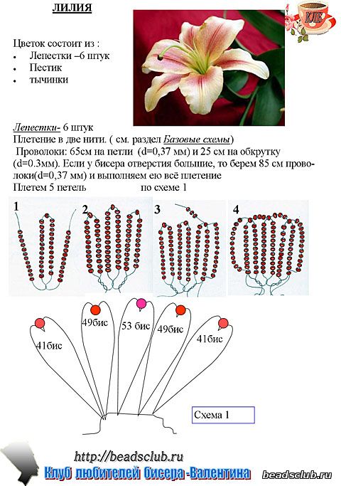 лилия схема