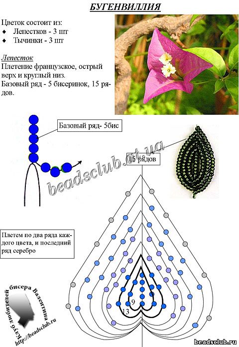 бугенвиллия схема

