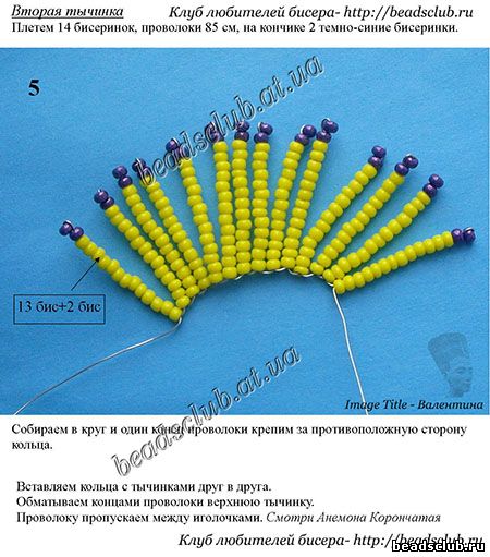 анемона маковая схема.2