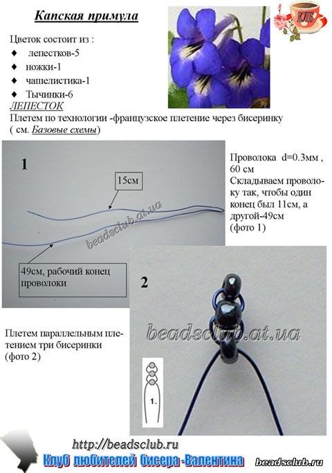 примула капская схема