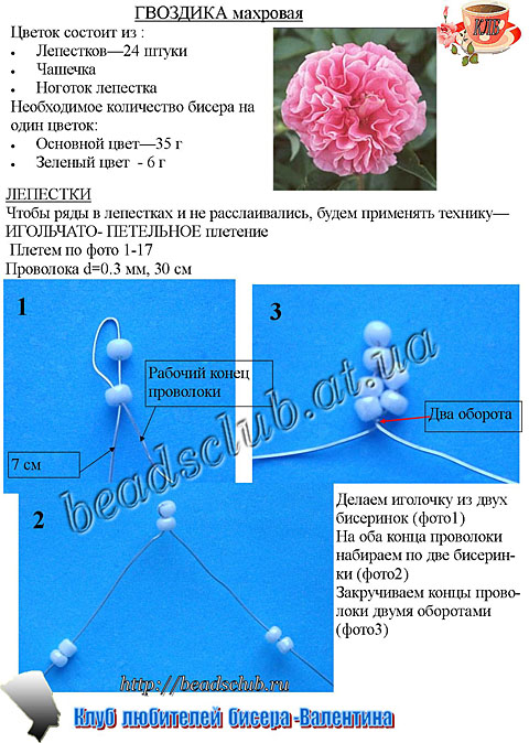 гвоздика махровая схема