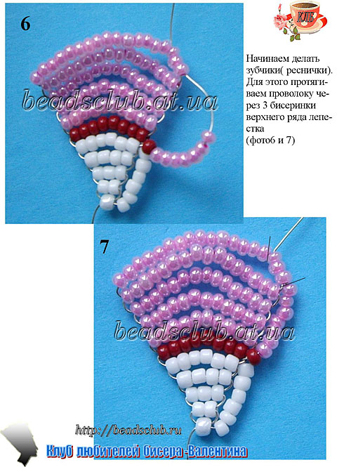 гвоздика бородатая схема.3