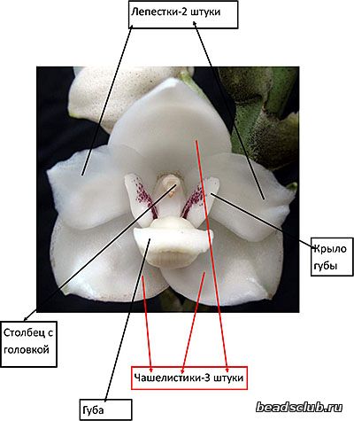 голубиная орхидея схема.1